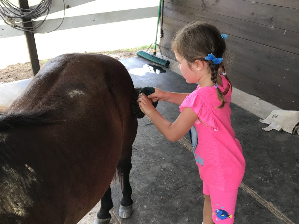 Audrey grooming Elvis in the barn aisle